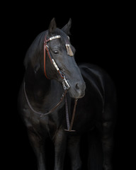 Beautiful black horse in the bridle on black background isolated