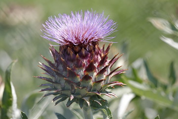 Artichoke in bloom
