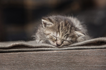 Little kitten sleeping on a blanket