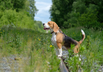 Portrait of a Beagle on a walk in a summer forest