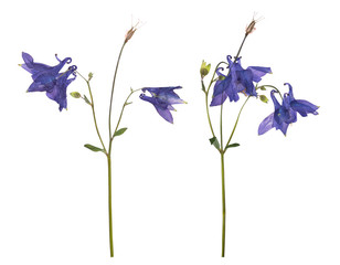 Dried and pressed flowers of a blue campanula isolated on a white background. Herbarium of spring...