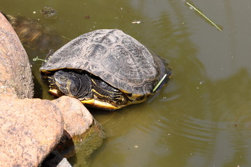 Fototapeta premium Aquatic turtle