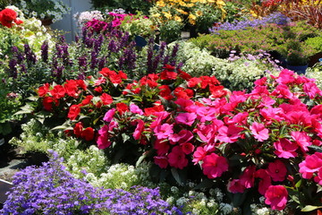 Nursery, Sommerblumen in der Gärtnerei