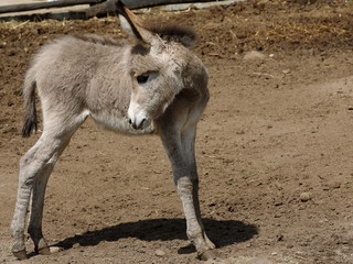 donkey