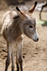donkey