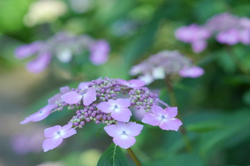 紫陽花