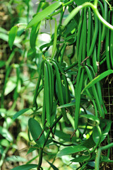 green vanilla plants and fruits in growth at garden