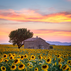 Valensole Plateau, Lavender and sunflowers field in summer, Provence, France