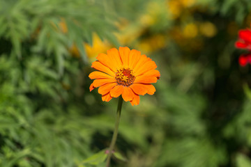Vibrant colorful Summer Blooming Flower Macro