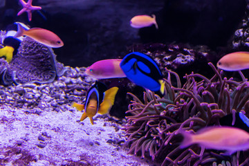 Tropical sea coral fishes among the sea anemones in the aquarium. Such fish like to draw children,...