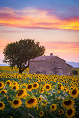 Valensole Plateau, Lavender and sunflowers field in summer, Provence, France © ronnybas