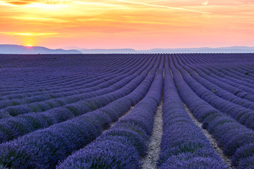 Obraz na płótnie Canvas Valensole Plateau, Lavender and sunflowers field in summer, Provence, France