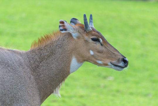 Fototapeta Nilgai, Boselaphus tragocamelus, antelope, head  