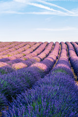 Naklejka na ściany i meble Valensole Plateau, Lavender and sunflowers field in summer, Provence, France
