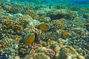 Multicolored fish swim over the coral reef.