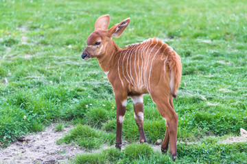 Bongo, antelope, Tragelaphus eurycerus