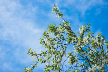Fototapeta premium Bird cherry tree blooming in the garden. Selective focus.