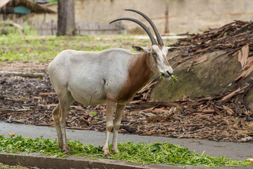 The Arabian feed on a large variety of vegetation, include buds, herbs, fruit, tubers and roots.