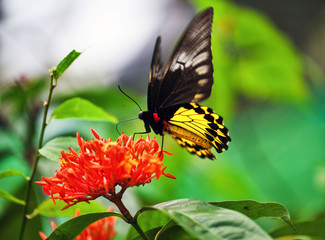 Schmetterling auf roter Blume