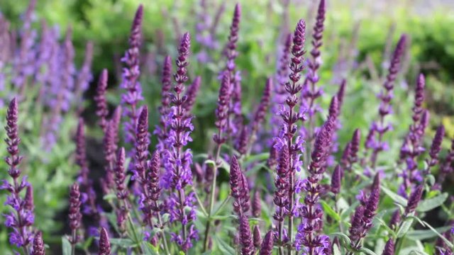 Close-up of&nbsp;blue salvia flower.