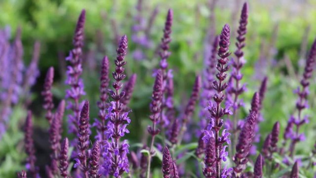 Summer day, light breeze. Bright background of sage.