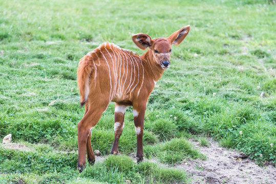 Fototapeta Bongo, antelope, Tragelaphus eurycerus