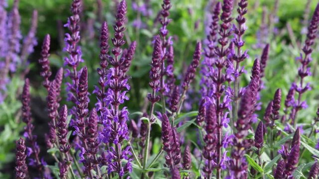 Summer day, light breeze. Bright background of sage.