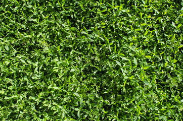 Background of green grass. Background of green grass. Natural lawn