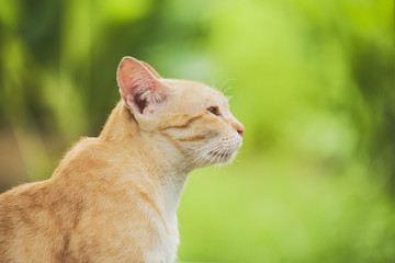 Cute orange cat in the garden fresh mood after breakfast