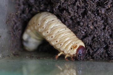 大きなカブトムシの幼虫
