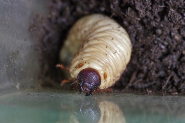 大きなカブトムシの幼虫