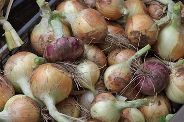 収穫したての新鮮な玉ねぎ