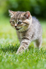 Naklejka premium Kätzchen im Gras