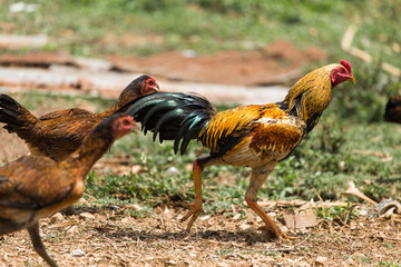 Gamecock yellow and black tail