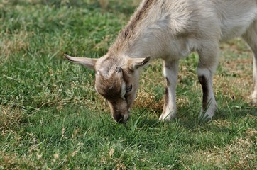 牧場で放牧される子山羊