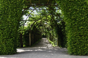 Gate of book hedges and an overgrown arch pergola as a footpath tunnel of plants, park and garden...