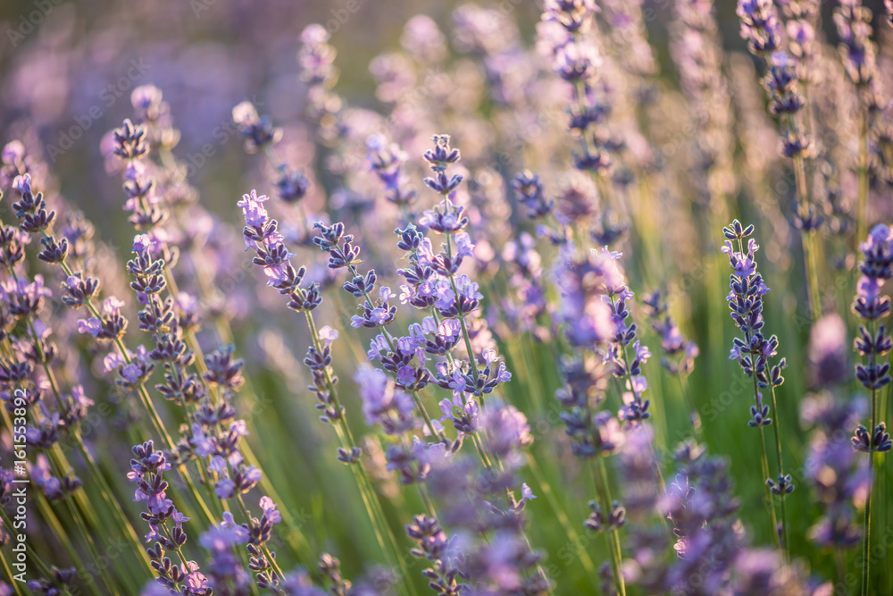 Wall mural Lavender