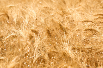 Field of wheat in Provence France - 161553839