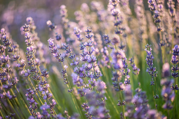 Naklejka premium Lavender
