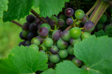 The fresh bunch of grapes in sunlight