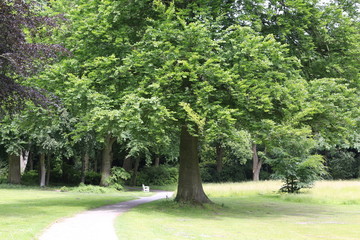 Knoops-Park Anfang Juni