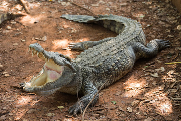 Crocodiles Resting at Crocodile Farm