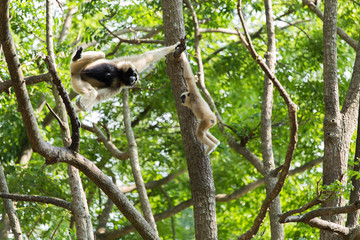 White gibbon cute monkey holding and hanging on tree