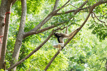 White gibbon cute monkey holding and hanging on tree