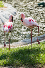 Flamingo in the zoo, Thailand