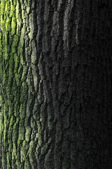 Tree 2