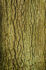 Tree 3