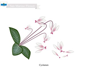 Cyclamen Cyprium, The National Flower of San Marino