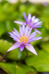 Fototapeta premium Lotus flower on the water