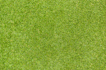 Green grass natural background texture.